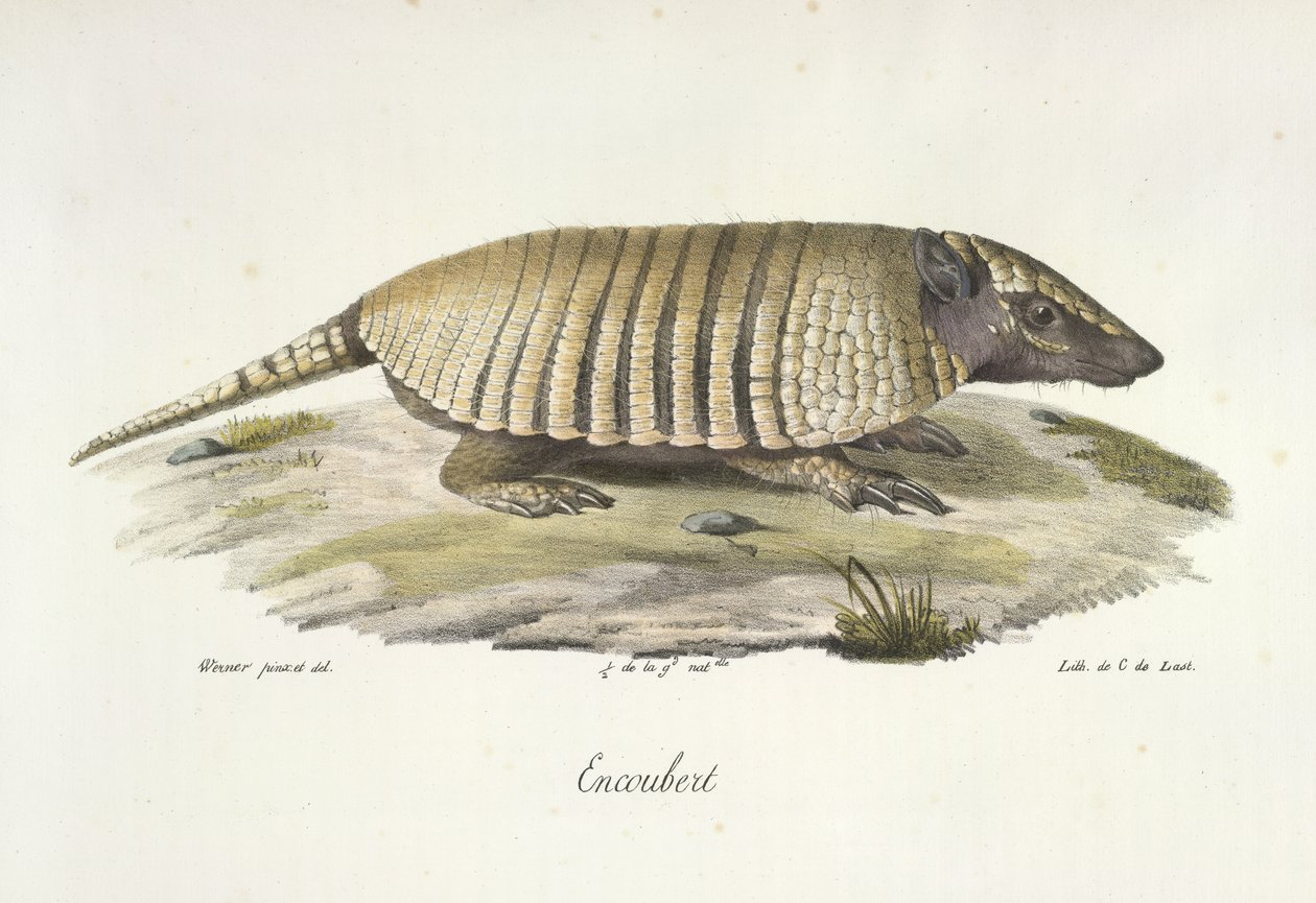 Gordeldier, uit Histoire Naturelle des Mammifères door French School
