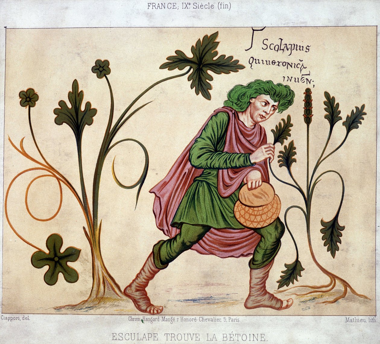 Esculapus vindt de betoneum (medicinale plant) door French School