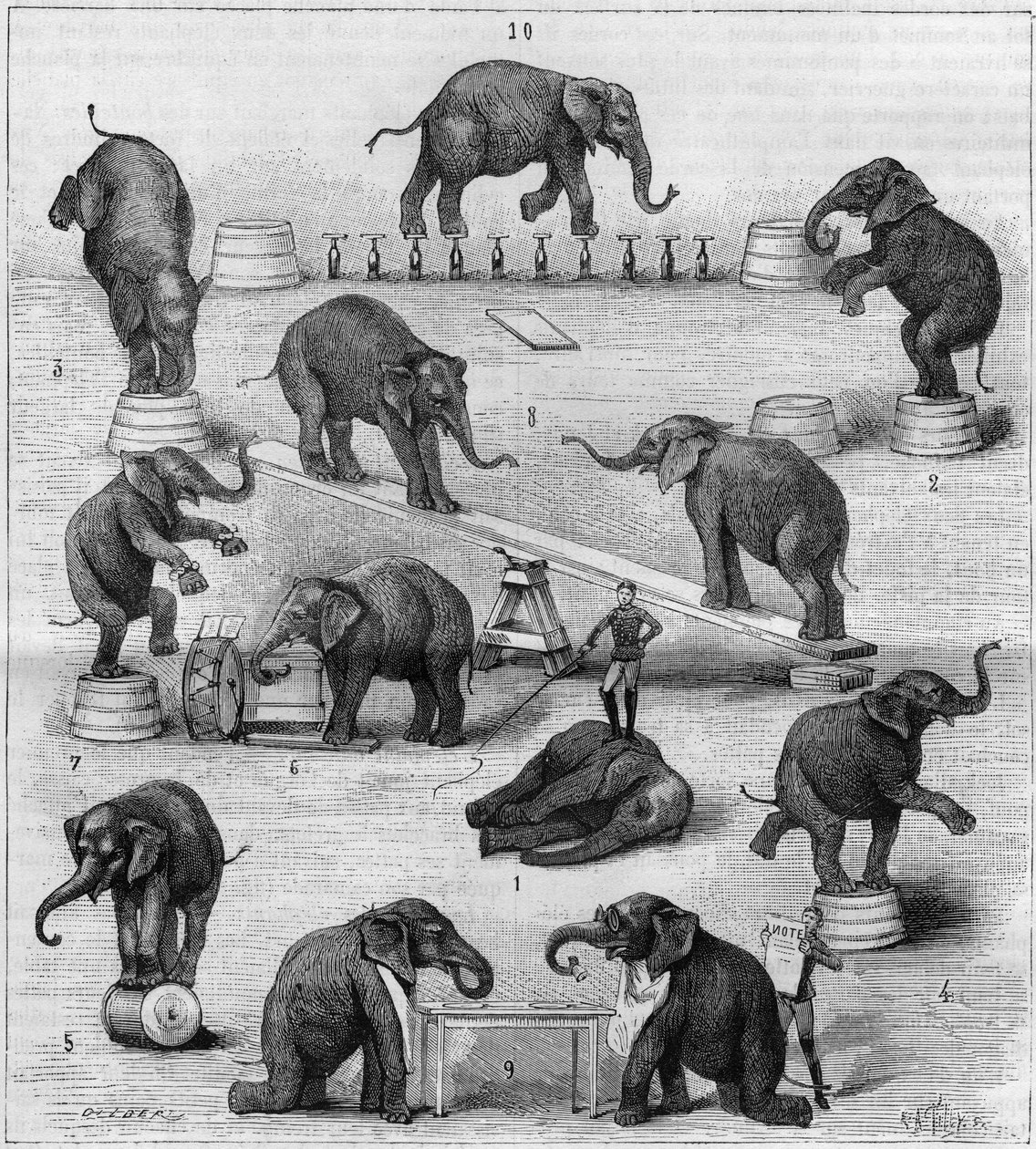 Oefeningen uitgevoerd door olifanten op de renbaan van Parijs. Gravure in 