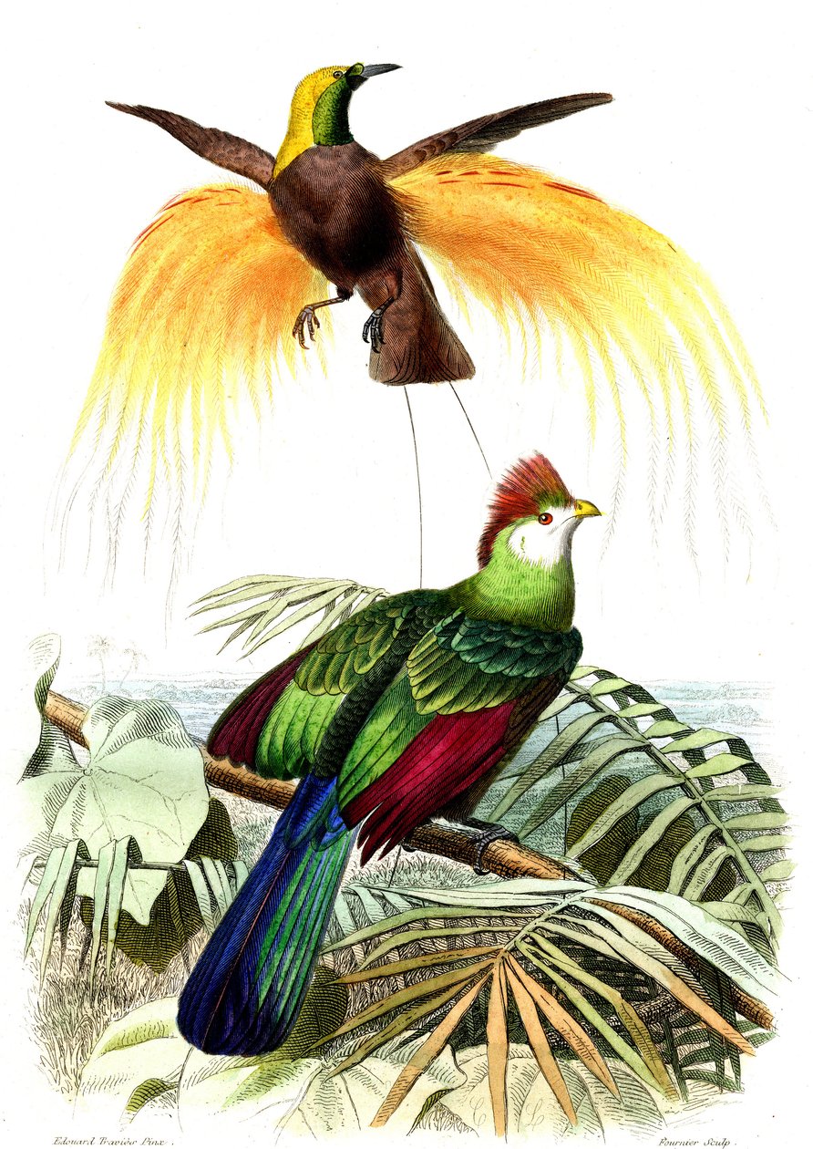 Exotische vogels: de kleine smaragdparadijs en de Touraco Pauline door French School