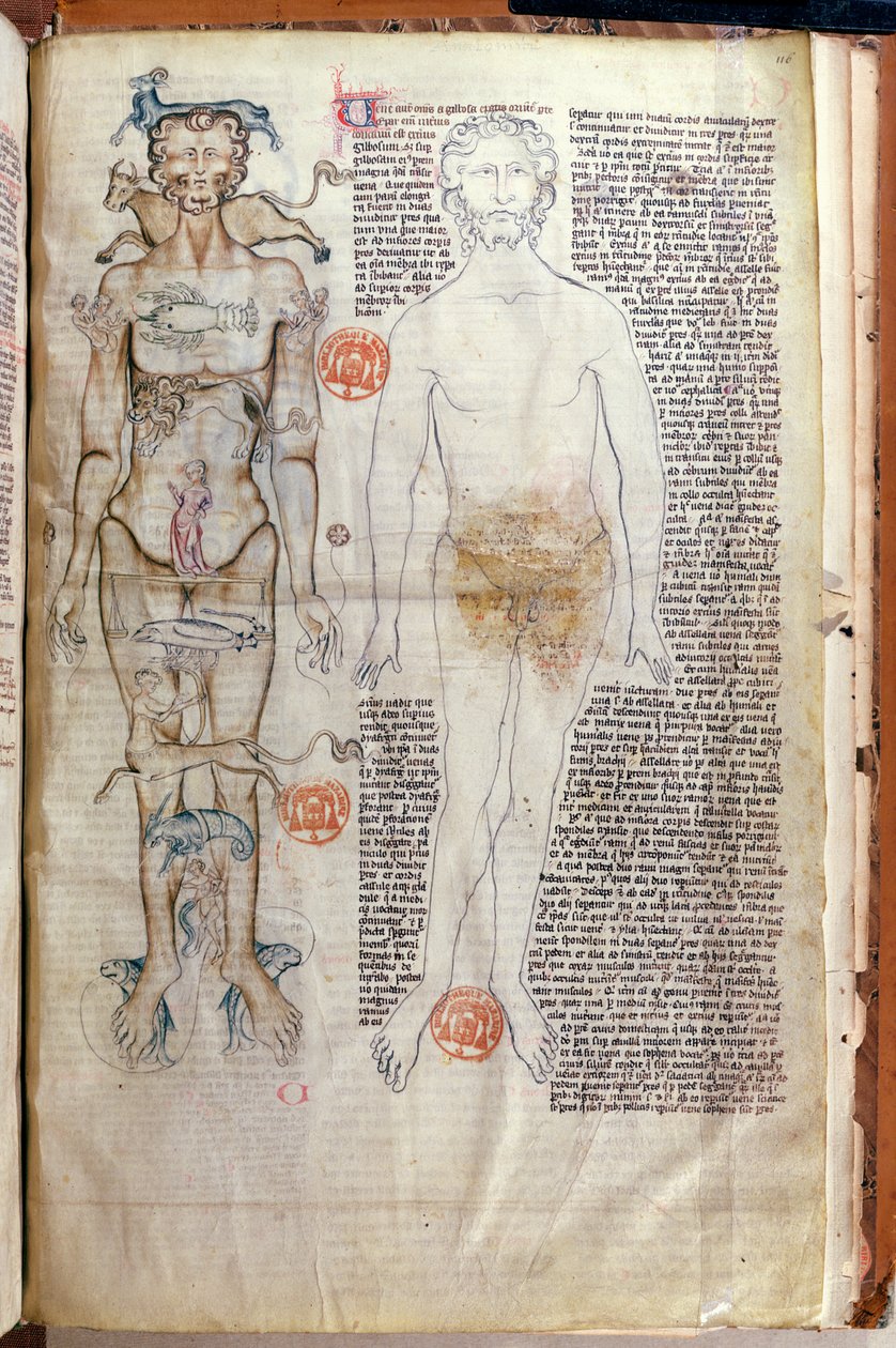 F.116v De relatie tussen het menselijk lichaam en de tekens van de dierenriem, uit een medisch verhandeling door Abul Qasim Khalaf ibn al-Abbas al-Zahrawi (Abulcasis) (936-1013) vertaald door Gerard de Cremone door French School