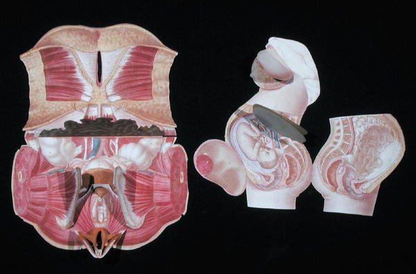 Vrouwelijk anatomisch figuur, uit 