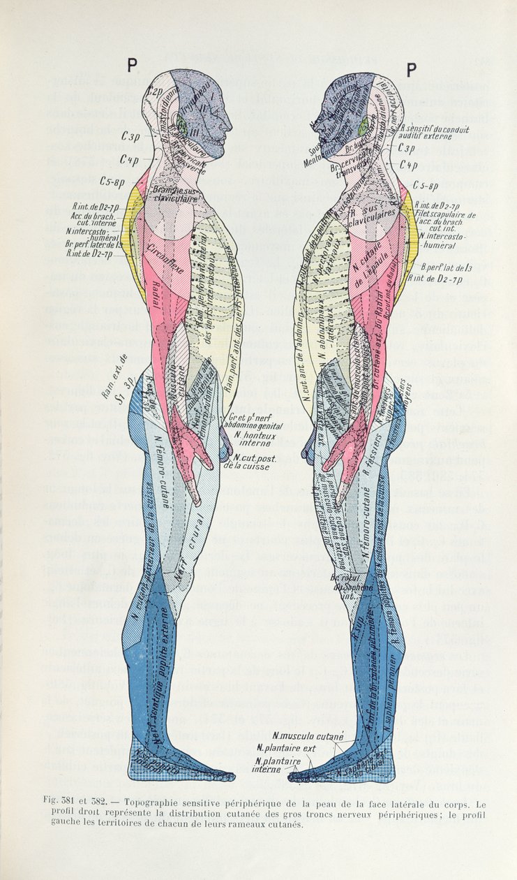 Fig. 381 & 382 Het zenuwstelsel, uit Semiologie des Affections du System Nerveux door J. Dejerine, 1914 door French School