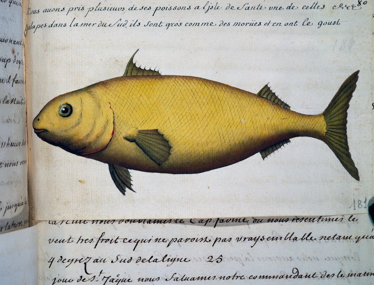 Vis zo groot als kabeljauw, Isle De La Sante, uit logboek van Jacques Gouin de Beauchesne (1652-1730), kapitein van Compagnie royale de la Mer du Sud, van 1698 tot 1701, Frankrijk door French School
