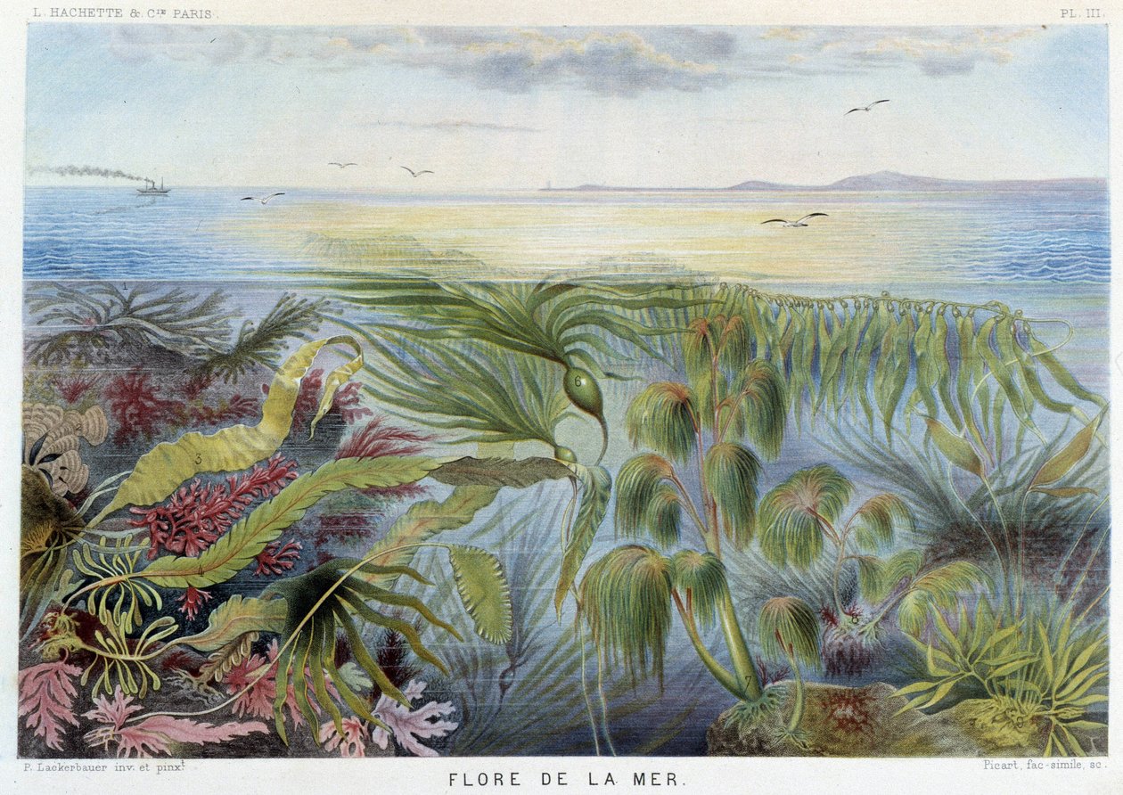 Flora van de zee - in 