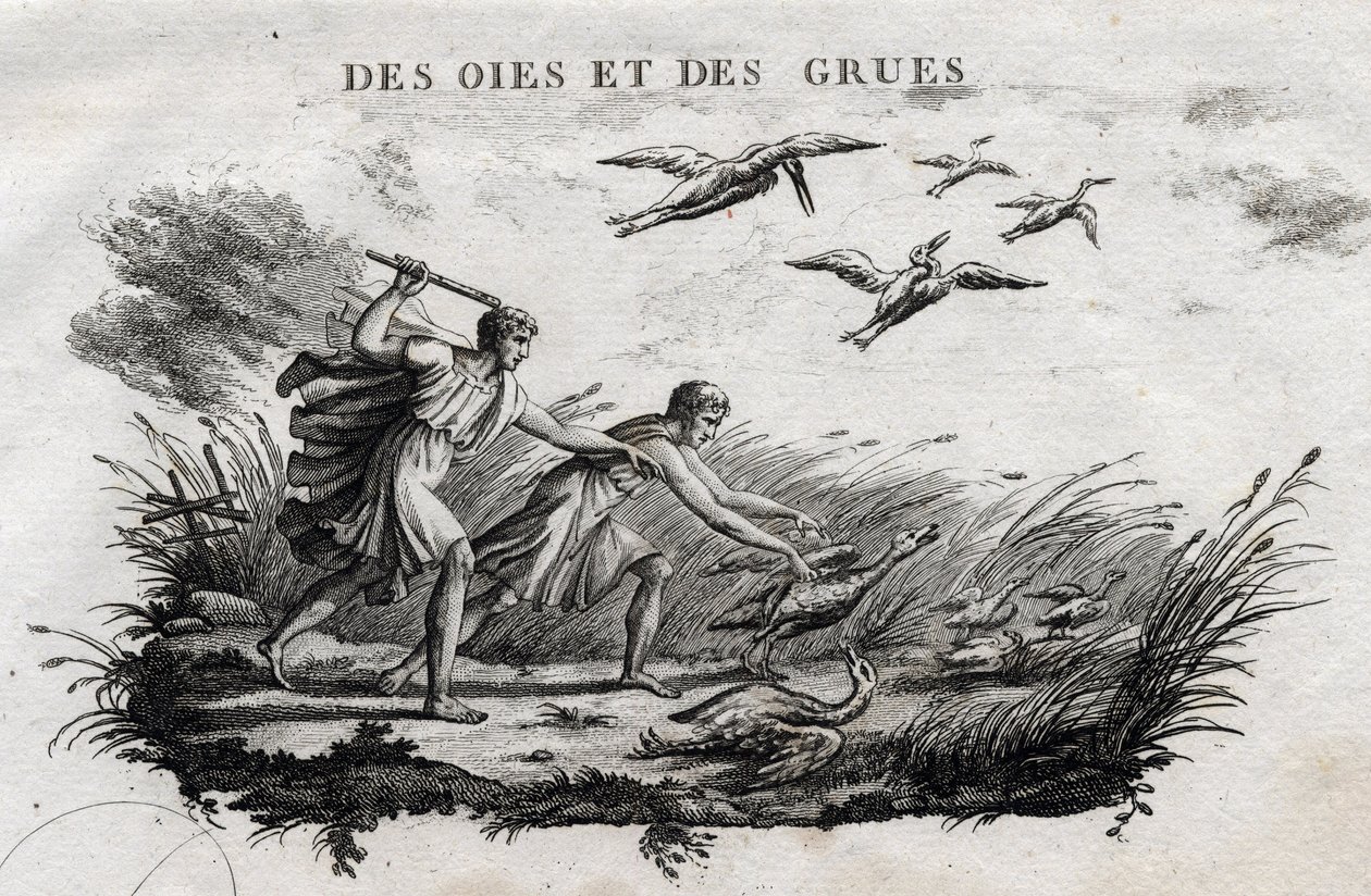 Ganzen en kraanvogels - Fabel van Aesopus (Griekse schrijver Aesopus, 6e eeuw v.Chr.) geschreven door Guillaume Montfort en gegraveerd door Beauble in 1801 door French School