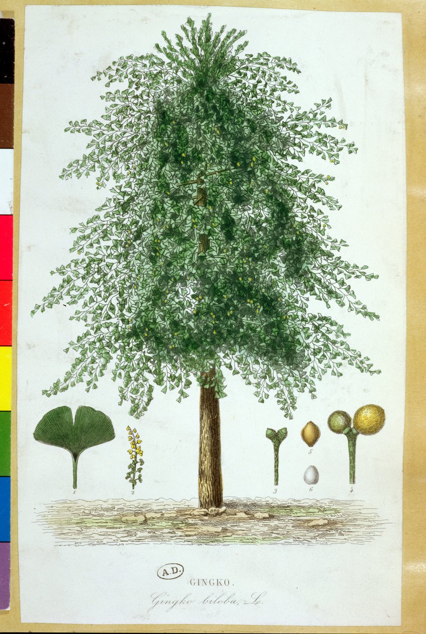 Ginkgo biloba boom door French School