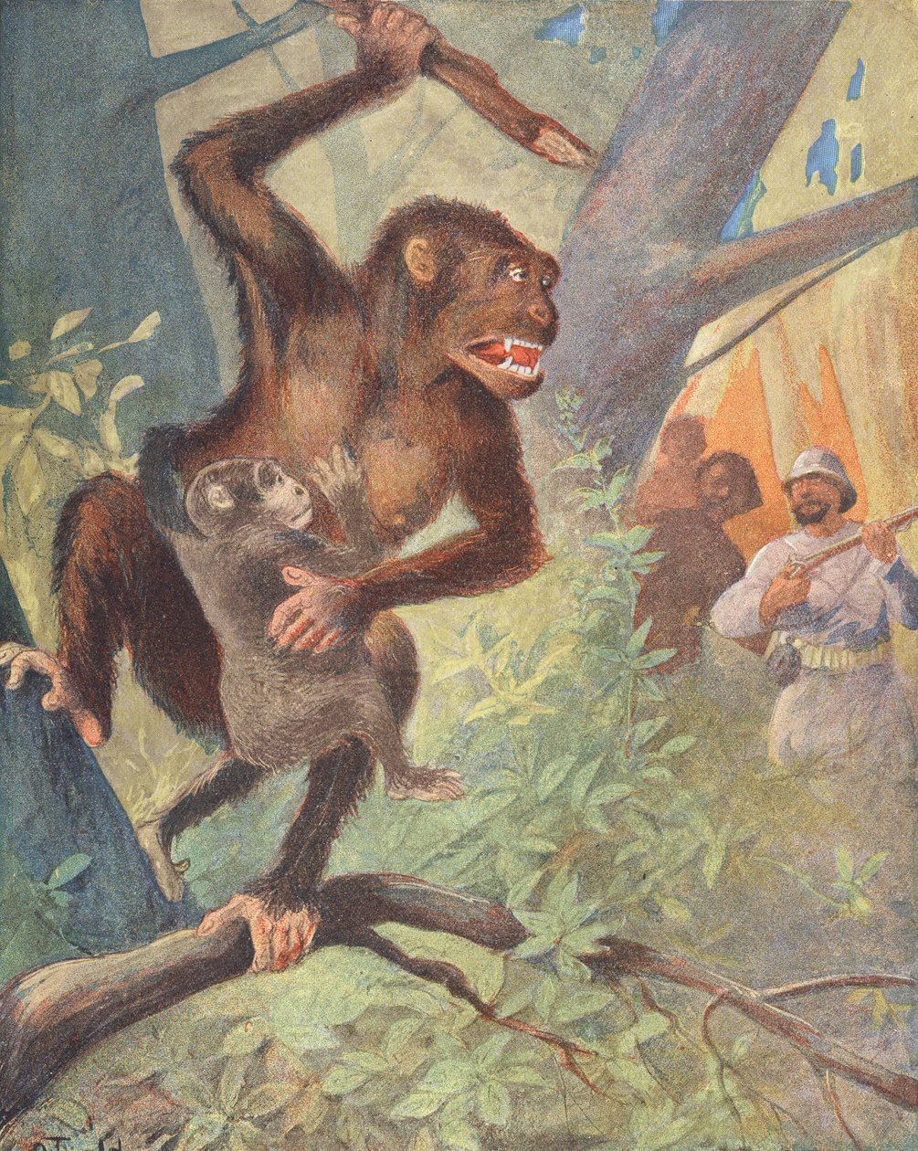 Gorilla