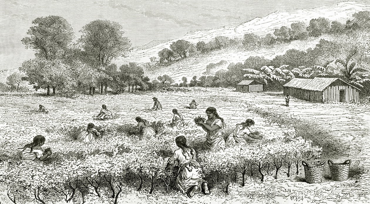 Oogst van Coca, Peru, illustratie uit Le Tour du Monde magazine, 1877 door French School