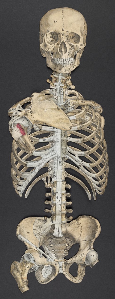 Hoofd en torso, uit 