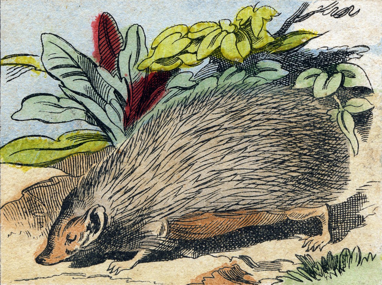 Egel. Gravure in "Buffon Alphabet des Animaux". 3e Serie N 1. Imaging of Epinal, Epinal, eind 19e eeuw. 16 pagina