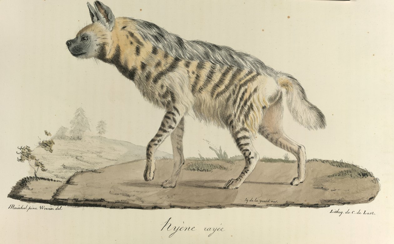 Hyena, een gestreepte hyena, uit Histoire Naturelle des Mammifères door French School