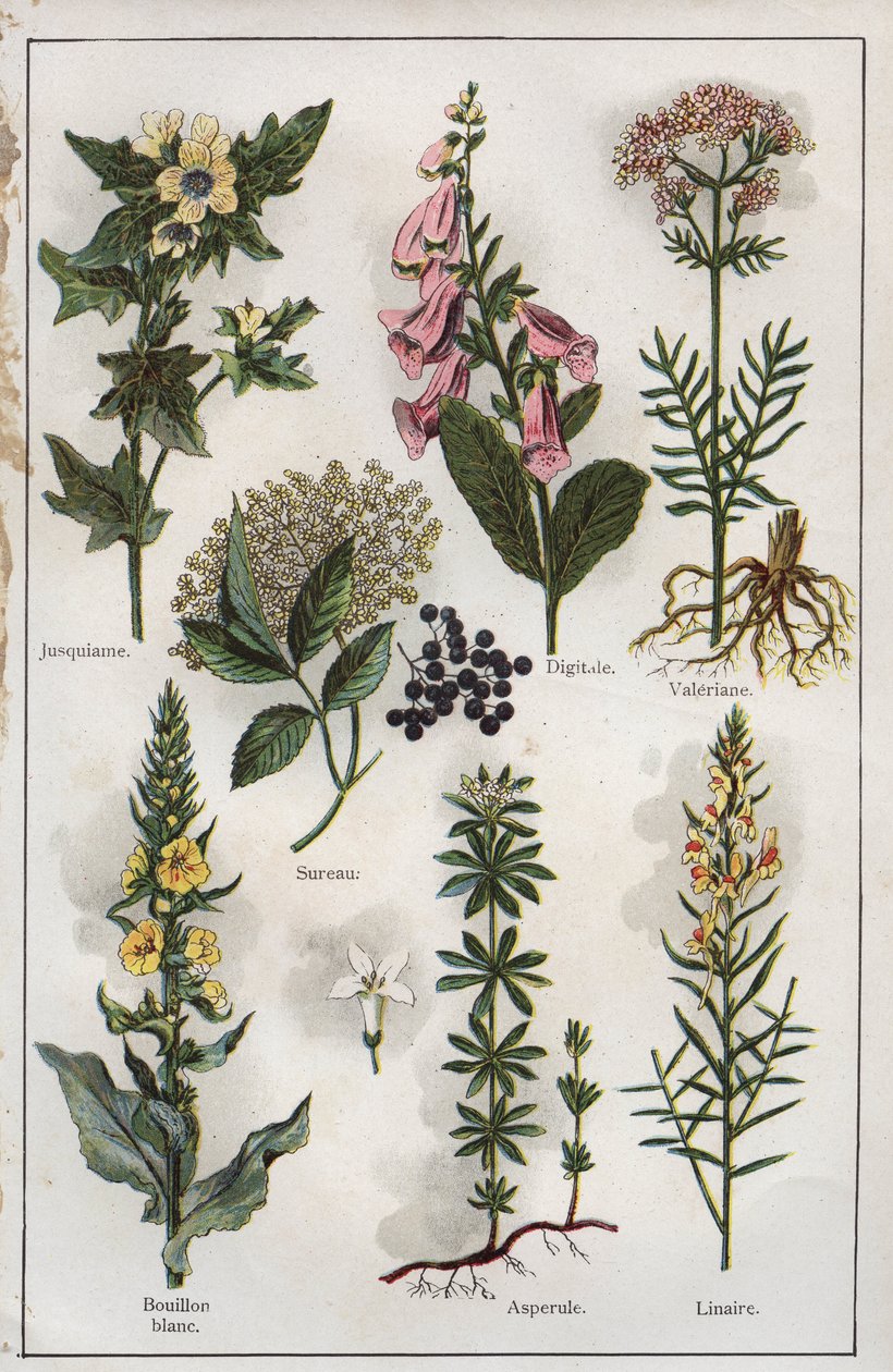 Illustratie uit "Mon docteur - Traite de Medecine et d