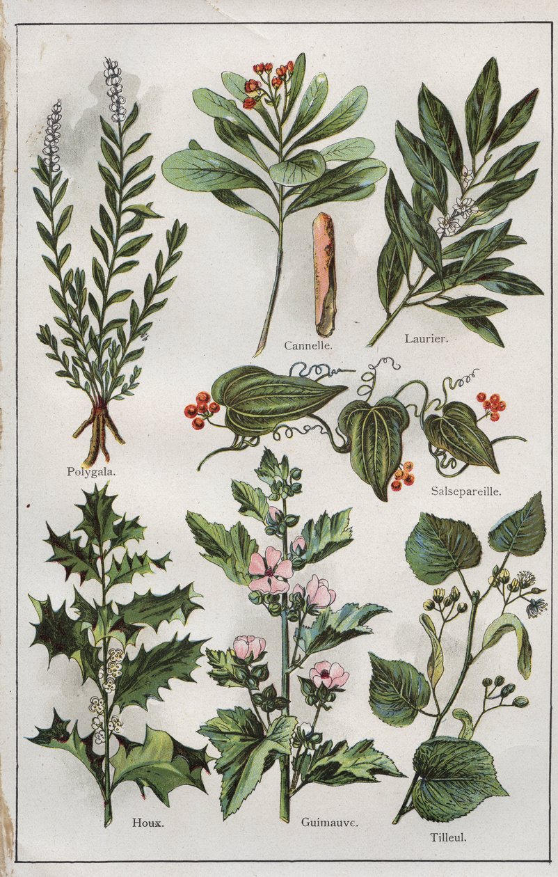 Illustratie uit "mon docteur - traite de medecine et d
