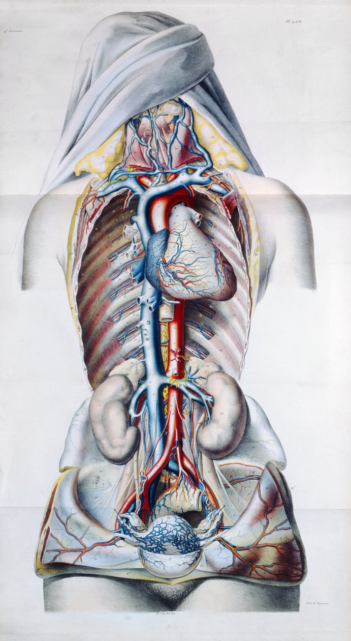 Interne organen van een vrouw, plaat uit Recherches Anatomiques, Physiologiques, et Pathologiques sur le System Veineux door Gilbert Breschet (1784-1845) gegraveerd door Engelmann, Parijs, 1829 door French School