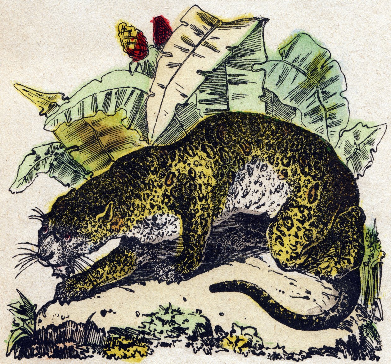 Jaguar. Gravure in "Alphabet des animaux sauvages". 9e Serie. Beeldverhaal van Epinal, Pellerin, drukker-uitgever, circa 1870. Gravures op hout, gestencild. 16 pagina