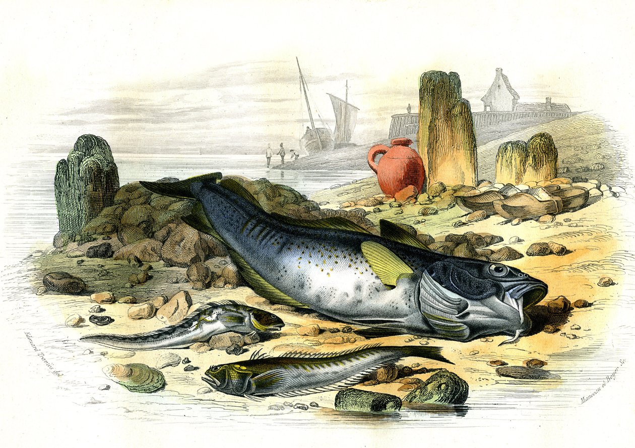 La Blennie Ovipare (Blennius viviparus), onderaan de trachine vive en de gad cod - Plaat uit Histoire Naturelle door Bernard Germain de Lacepede (1856-1925), editie P.Furme, Parijs door French School