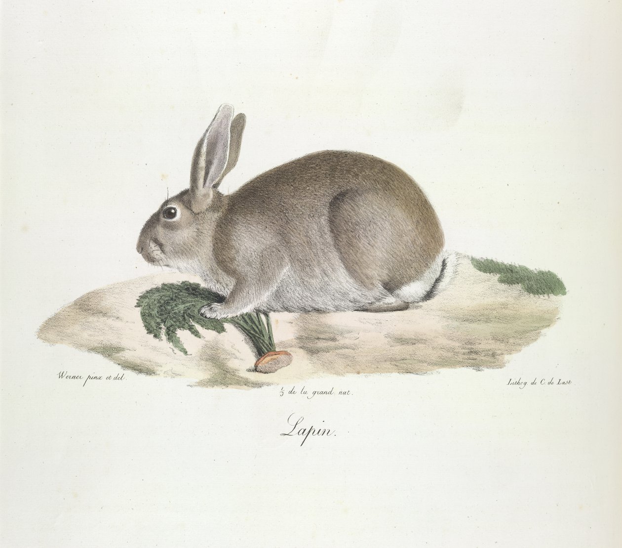 Konijn, uit Histoire Naturelle des Mammifères (kleur litho) door French School