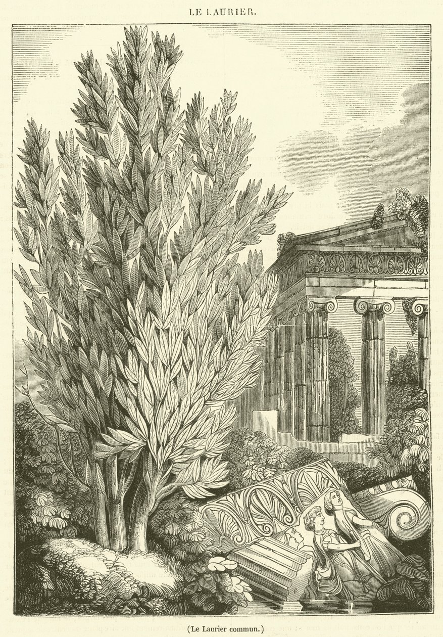 Laurier (gravure) door French School
