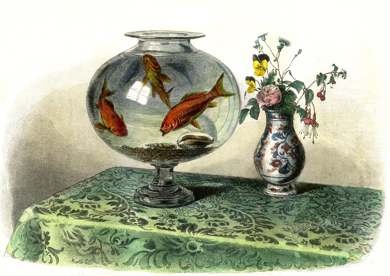 Le cyprin dore (Cyprinus Auratus) - Plaat uit Histoire Naturelle door Bernard Germain de Lacepede (1856-1925), editie P.Furme, Parijs door French School
