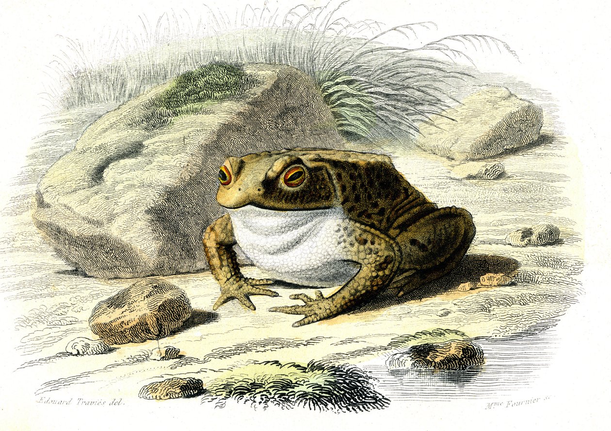 De pad (Bufo vulgaris) - Plaat uit Natuurlijke Historie door Bernard Germain de Lacepede (1856-1925), editie P.Furme, Parijs door French School