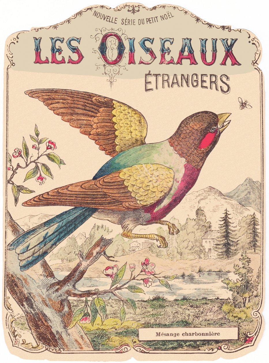 Les Oiseaux Étrangers: albumhoes. Charbonnière mees, eind 19e eeuw (print) door French School