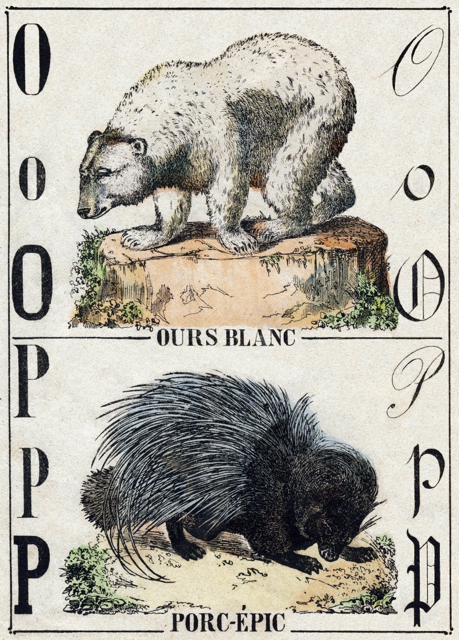 Letter O Beer; P Stekelvarken. Gravure in "Alphabet des animaux sauvages". 9e Serie. Beeld van Epinal, Pellerin, drukker-uitgever, circa 1870. Gravures op hout, gestencild. 16 pagina