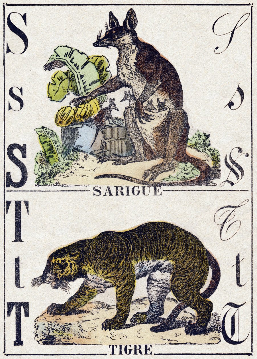 Letter S Sarigue (Opossum); T Tijger. Gravure in "Alphabet des animaux sauvages". 9e Serie. Beeldmateriaal van Epinal, Pellerin, drukker-uitgever, circa 1870. Houtsneden, gestencild. 16 pagina