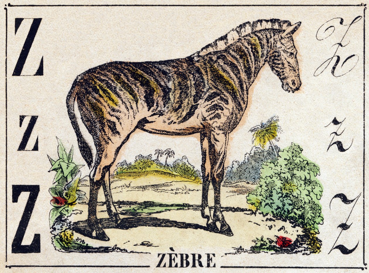Letter Z Zebra. Gravure in 