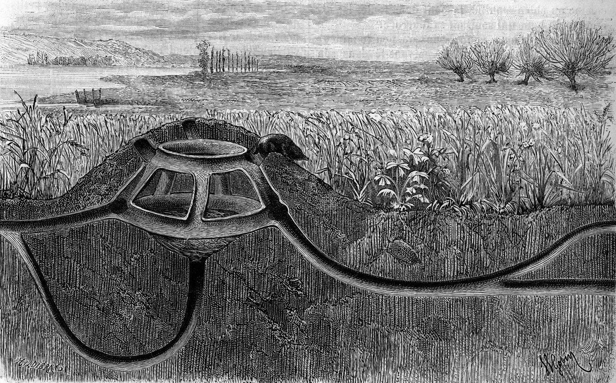 De woning van de mol. Gravure in 
