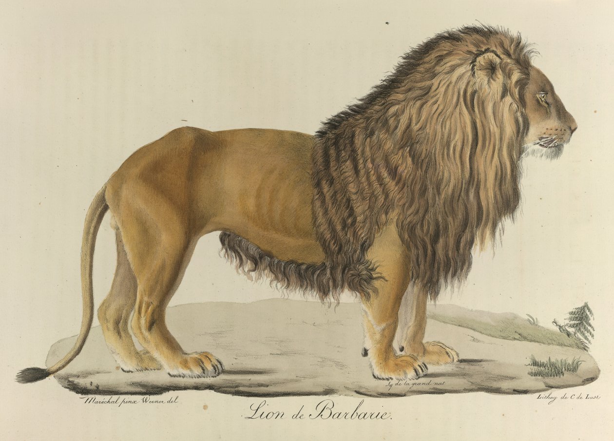 Barbarijse leeuw, uit Histoire Naturelle des Mammifères (kleur litho) door French School