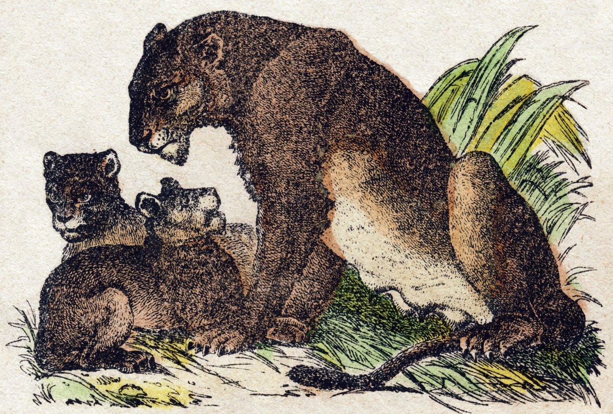 Leeuwin. Gravure in "Alphabet des animaux sauvages". 9e Serie. Beeldvorming van Epinal, Pellerin, drukker-uitgever, circa 1870. Houtsneden, gestencild. 16 pagina