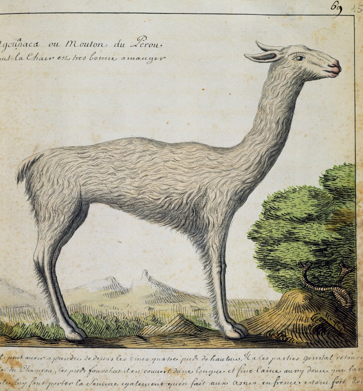 Lama, Peru, aquarel uit logboek van Jacques Gouin de Beauchesne, kapitein van Compagnie royale de la Mer du Sud, van 1698 tot 1701, Frankrijk door French School