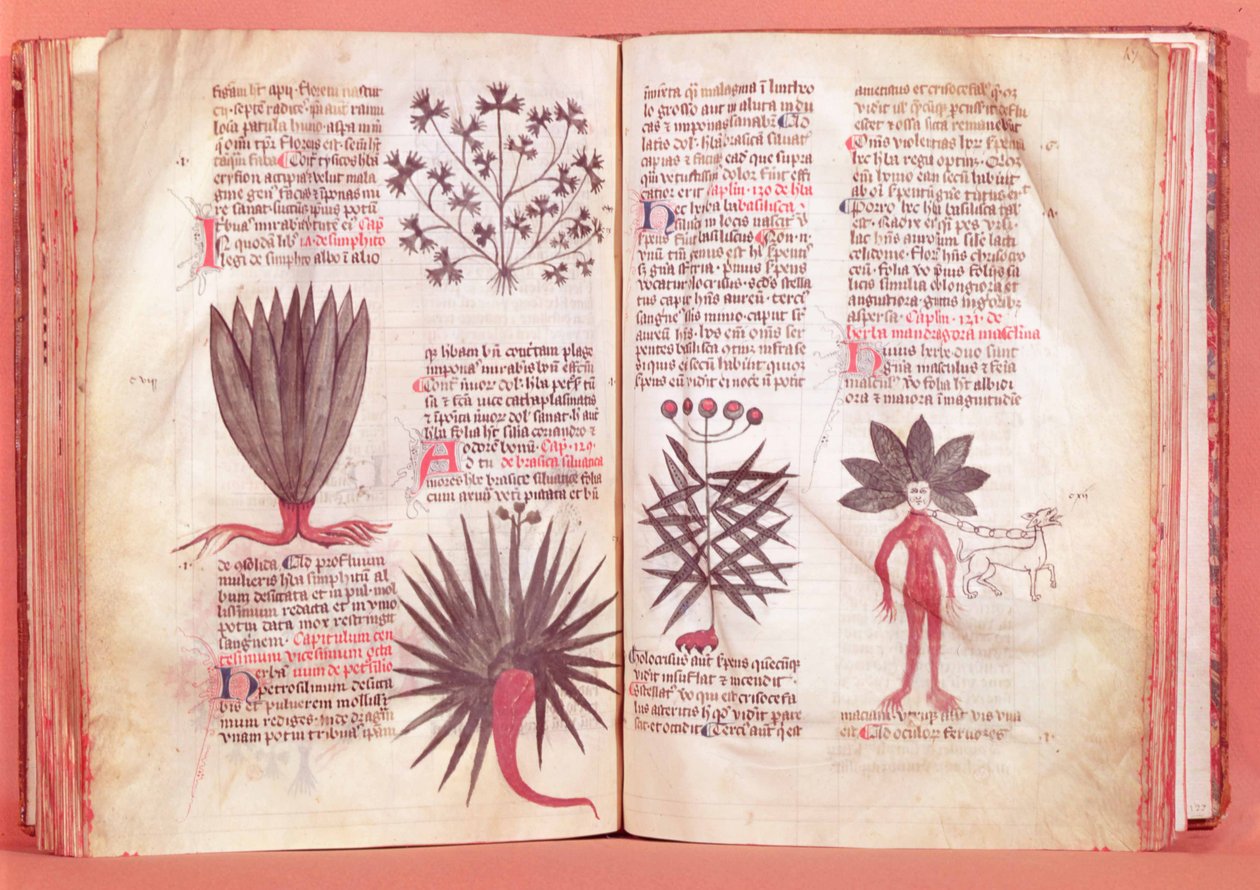 Mandragora, uit een verhandeling door Dioscorides (AD 40-ca.90) door French School