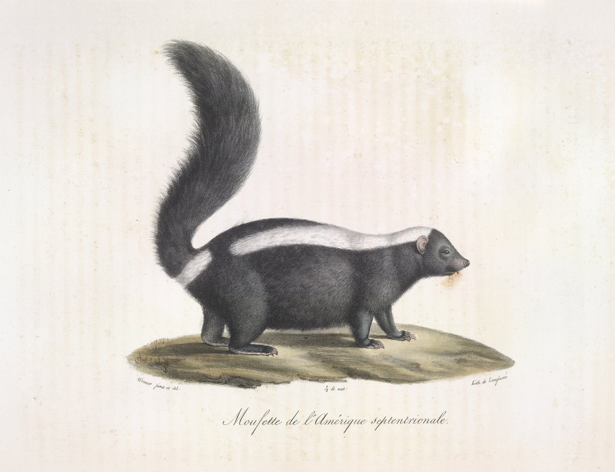 Stinkdier, uit Histoire Naturelle des Mammifères door French School