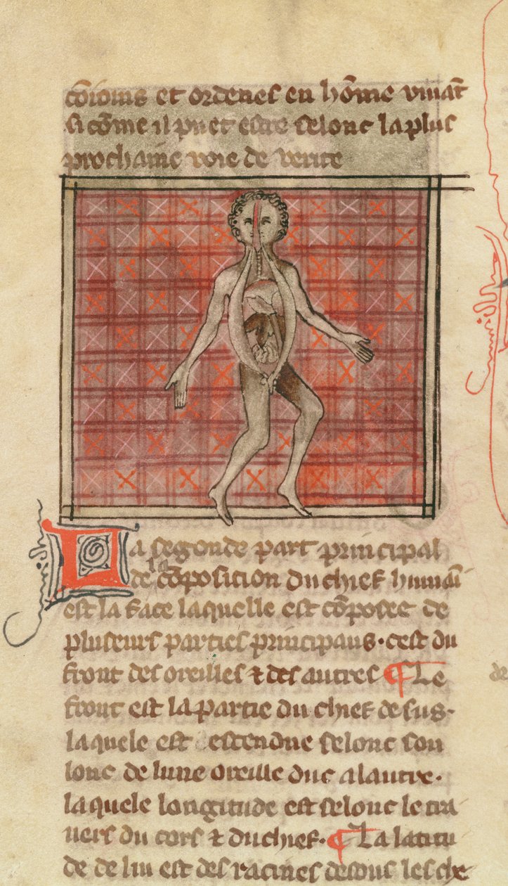 Anatomisch figuur, uit La Chirurgie de Maitre Henri de Mondeville door French School