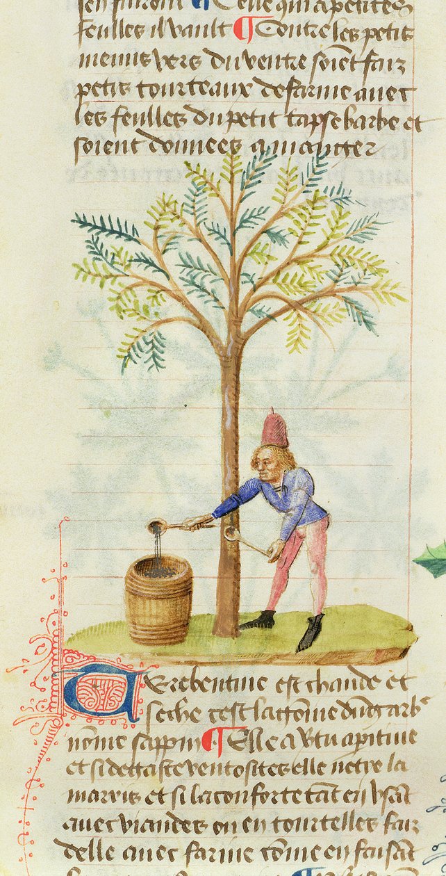 Ms Est 28 M.5.9 fol.165r Het verzamelen van terpentijn, uit Grand Herbier door Pedanius Dioscorides (c.40-90 n.Chr.) door French School