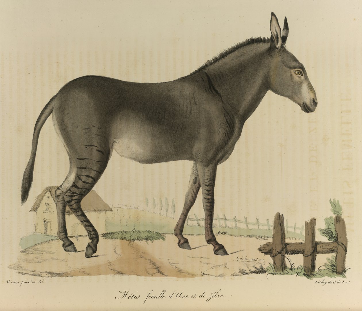 Hybride. Een kruising tussen een ezel en een zebra, uit Histoire Naturelle des Mammifères (kleur litho) door French School