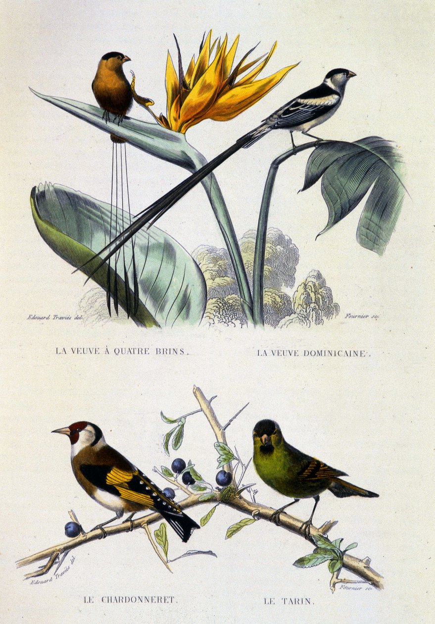 Natuurhistorische Plaat: Vogels: La Veuve à quatre brins, La Veuve dominique, Le chardonneret, Le Tarin - werken van Buffon, volume V, 19e eeuw door French School