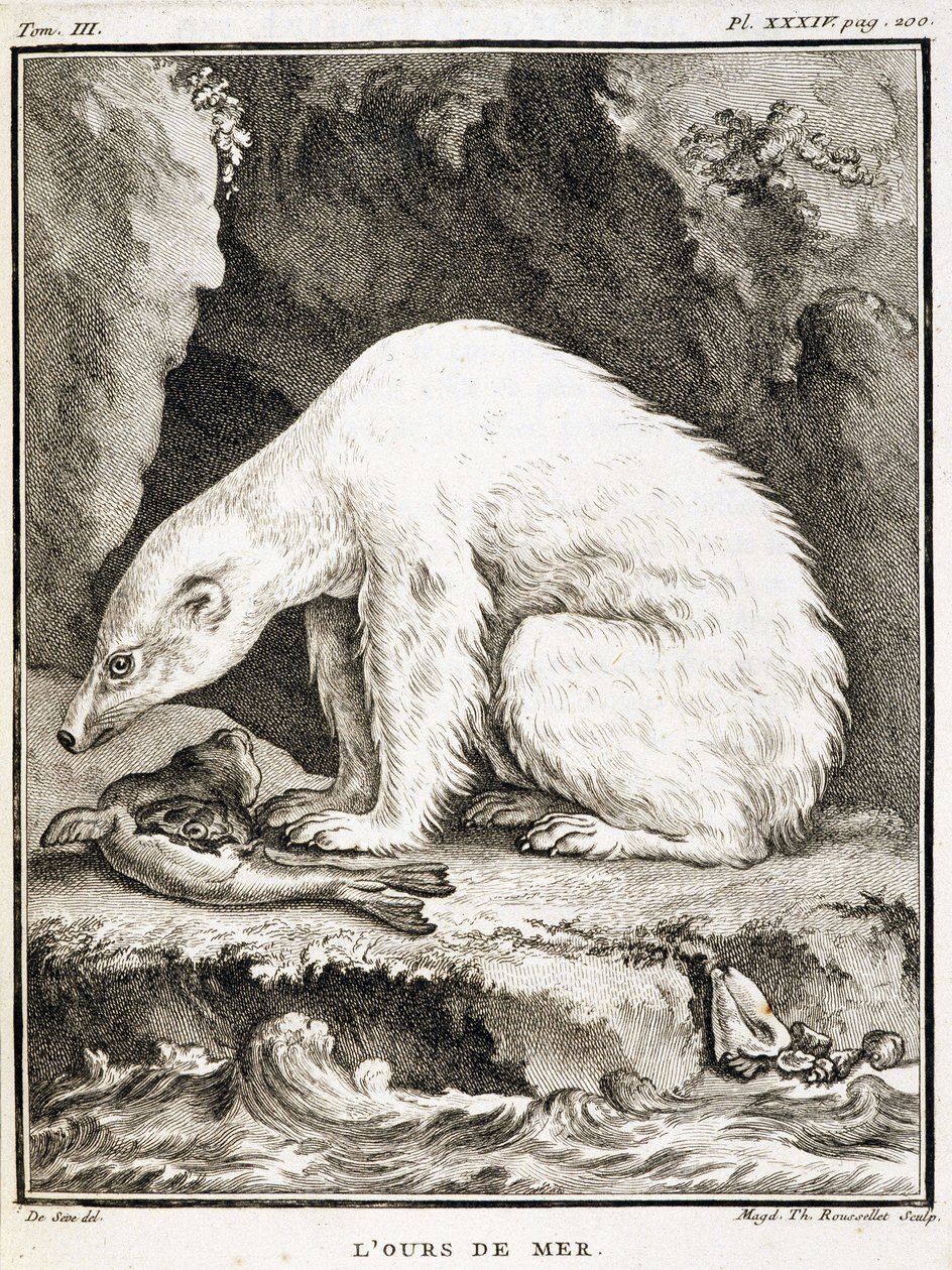Natuurhistorisch bord: De zeebeer die zich voedt met een zeehond - in 