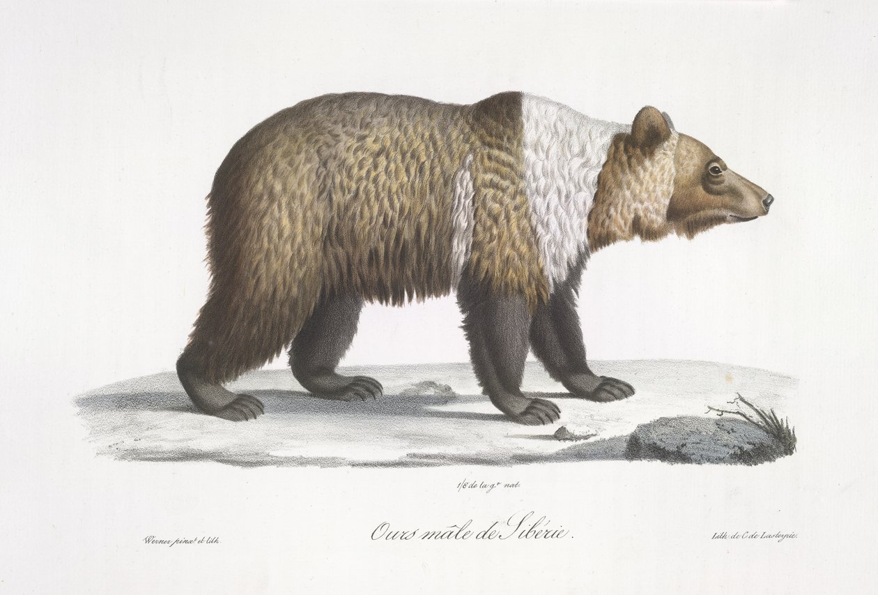 Mannelijke Siberische beer, uit Histoire Naturelle des Mammifères door French School