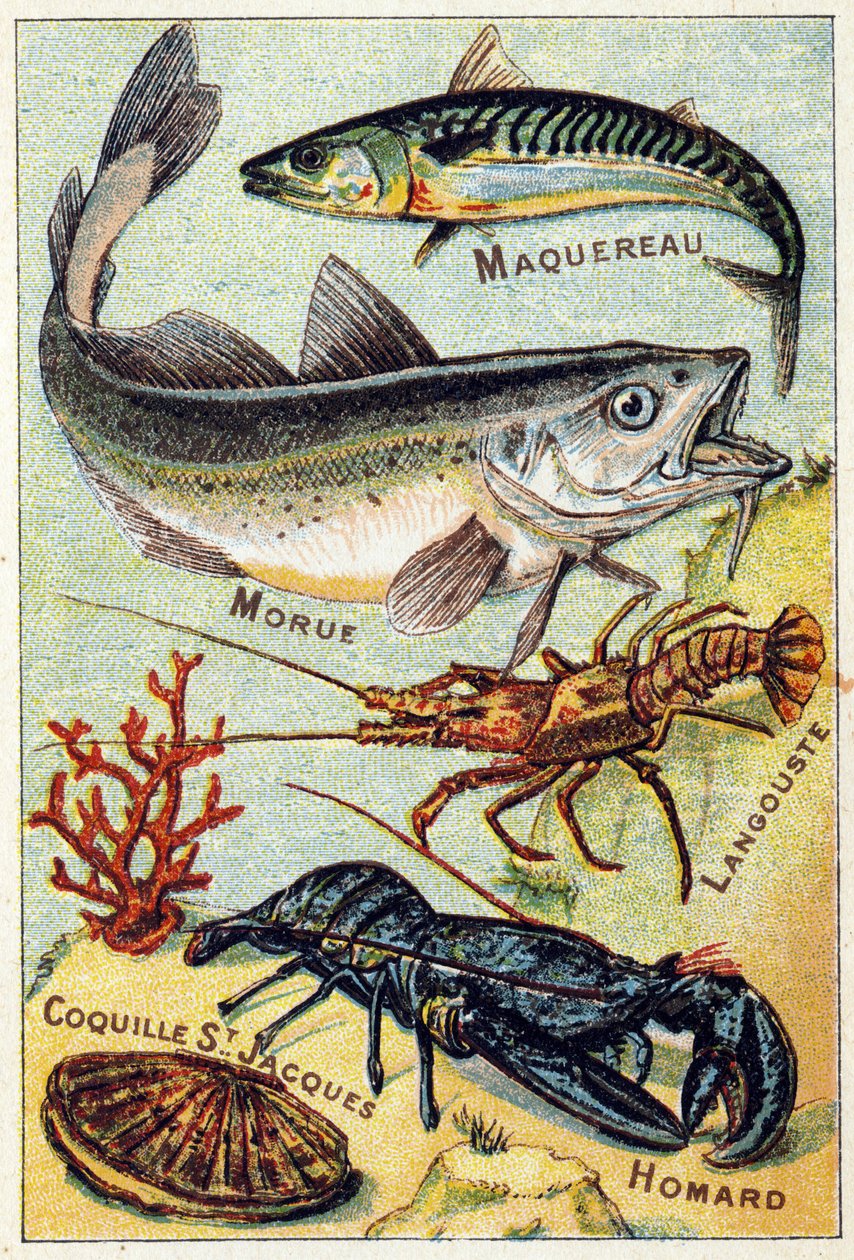 Plaat 2: Makreel, Kabeljauw, Kreeft, Sint-Jacobsschelp, Kreeft. Gravure in "Syllabisch alfabet van zee- en zoetwatervissen". Serie A. Pellerin et Cie, drukkers-uitgevers, Epinal, eind 19e eeuw. Chromolithografieën. Klein 8-pagina reclamealbum door French School