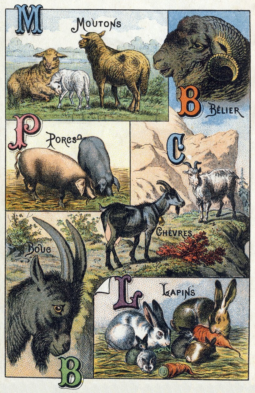 Plaat 2: Schapen, Ram, Varkens, Geiten, Konijnen. Gravure in 