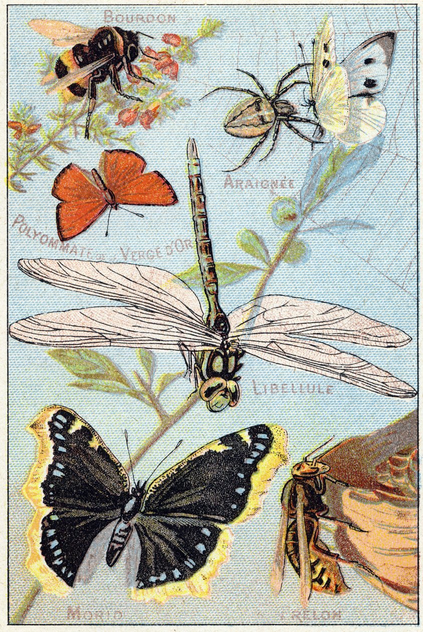 Plaat 3: Hommel, Spin, Goudenroede polyommate, Libel, Morio, Hoornaar door French School