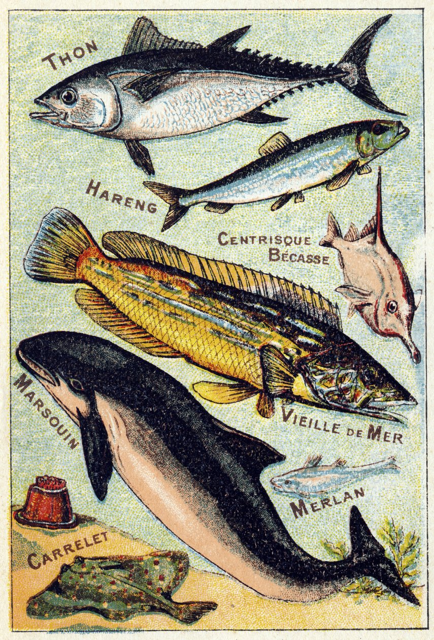 Plaat 3: Tonijn, Haring, Centric snavel, Oude Zee, Bruinvis, Wijting, Tegel. Gravure in "Syllabisch alfabet van zee- en zoetwatervissen". Serie A. Pellerin et Cie, drukkers-uitgevers, Epinal, eind 19e eeuw. Chromolithografieën. Klein 8-pagina reclamealbum door French School