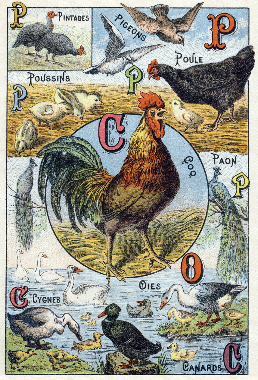 Plaat 3: parelhoenders, duiven, kuikens, hen, haan, pauw, zwanen, ganzen, eenden. Gravure in "Syllabary alphabet of domestic animals and farmyard". Serie A. Pellerin et Cie, drukkers-uitgevers, Epinal, eind 19e eeuw. Chromolithografieën door French School
