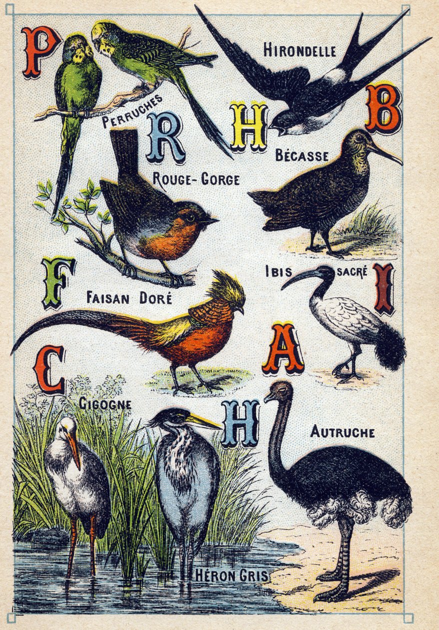 Plaat 4: Parkieten, Zwaluw, Roodborstje, Beuk, Dore Fazant, Heilige Ibis, Ooievaar, Struisvogel, Grijze Reiger. Gravure in "Syllabisch alfabet van vogels". Serie A. Pellerin et Cie, drukkers-uitgevers, Epinal, eind 19e eeuw. Chromolithografieën. Klein 8-pa door French School
