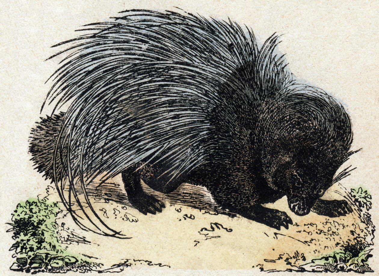 Stekelvarken. Gravure in "Alphabet des animaux sauvages". 9e Serie. Beeld van Epinal, Pellerin, drukker-uitgever, circa 1870. Gravures op hout, gestencild. 16 pagina