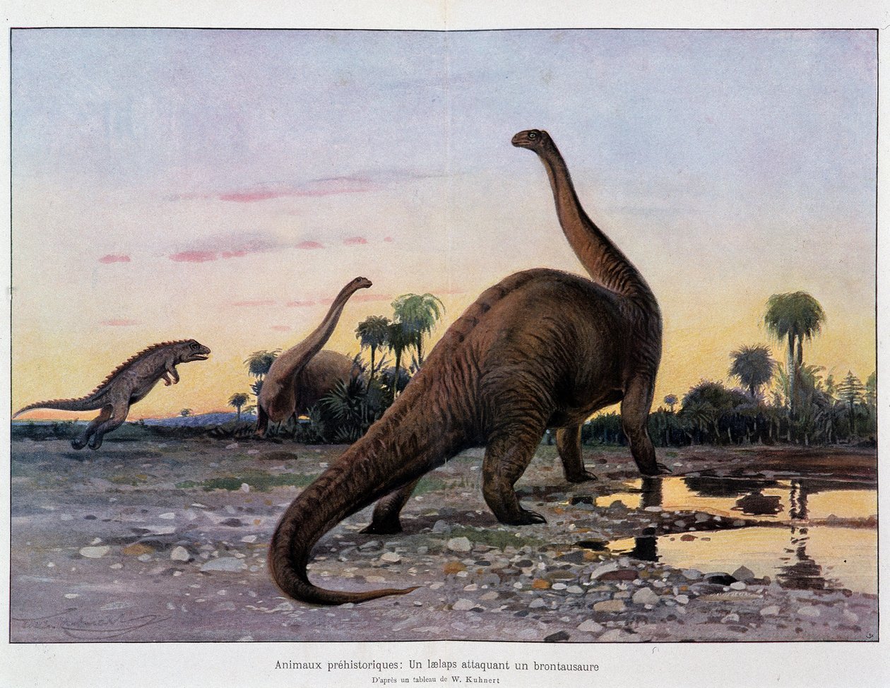 Prehistorische dieren: een laelaps die een brontausore aanvalt - in 
