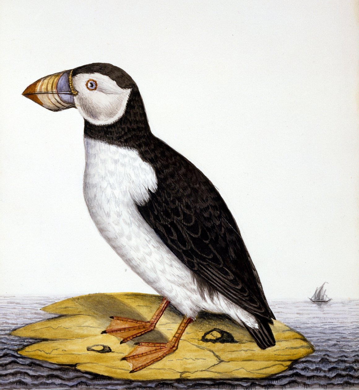 Papegaaiduiker, marmon fratercula, ca. 1840 door French School